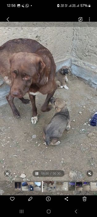 Күшіктер сатылады .Щенки продаётся