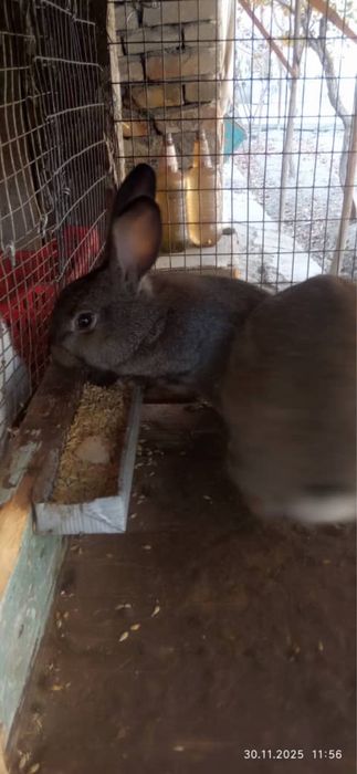 Куйончалар сотилади 50 минг сумдан бошланади