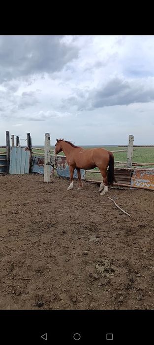 9 жасар Ат сатылады