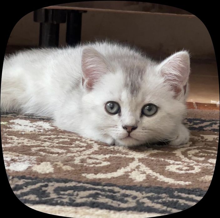 Скотиш шиншилла мальчик