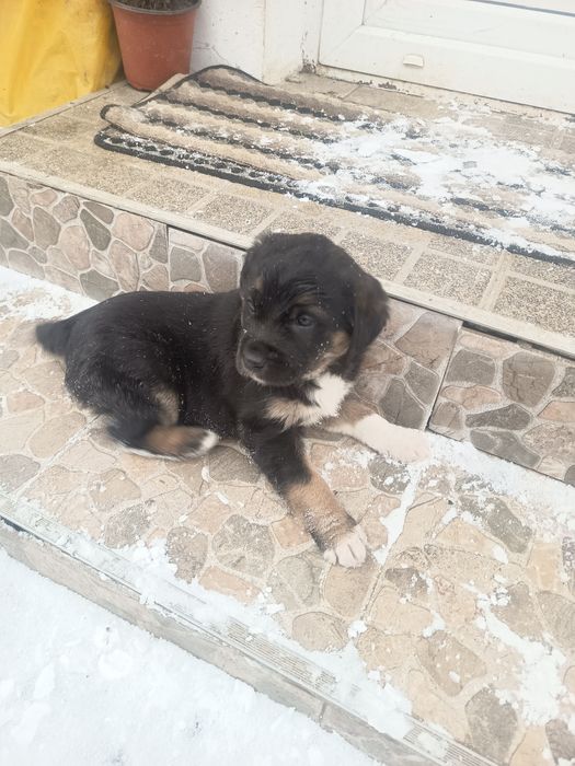 Dau la adoptie căței mici
