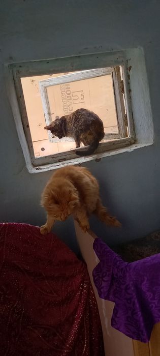 Кошки мышеловки отдаю