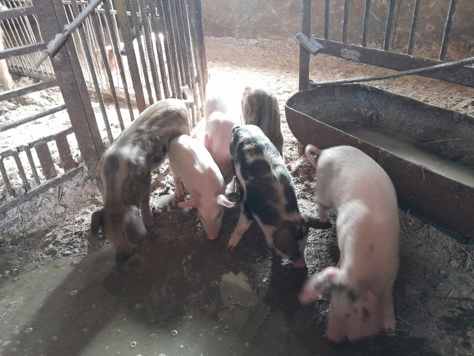 Продам поросят 1.5 месяца
