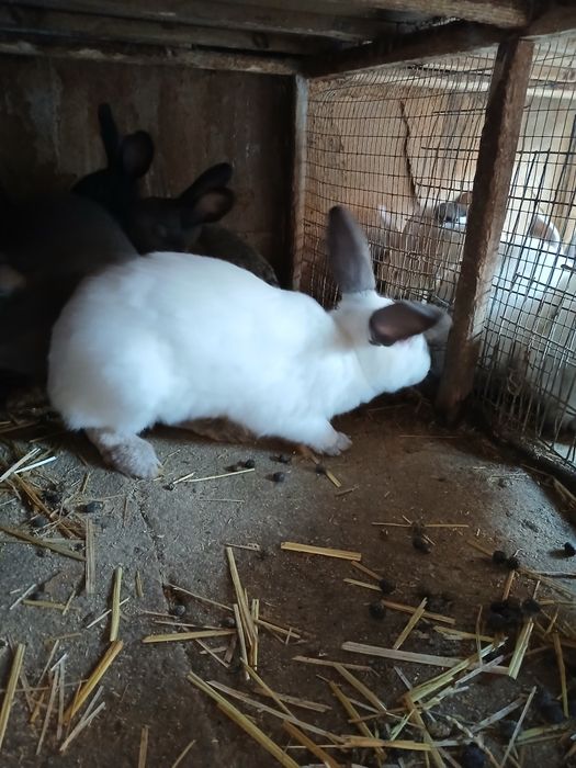 Кролики:Фландр, Калифорния,Французский гибрид баран.