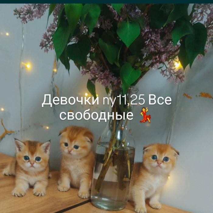 Шиншиллы Скоттиш Фолд золотые