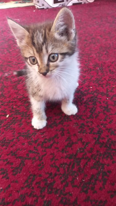 Отдам двух котиков
