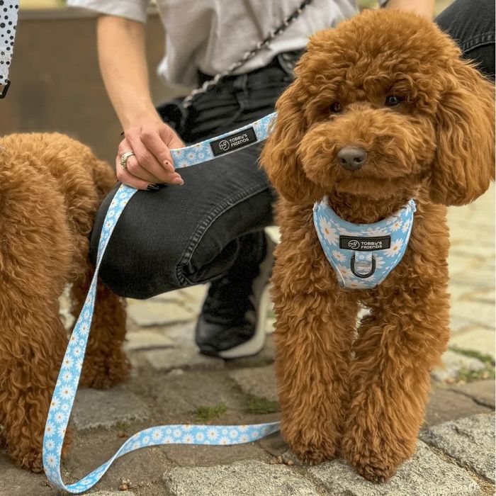Кучешки нагръдник и повод - различни модели