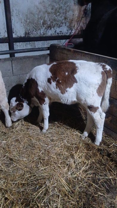 Vițea bălțată de 6 săptămâni