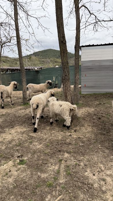 Чернобоса овца /Blacknose Sheep