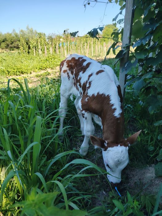 Vaca+ vițel mascul