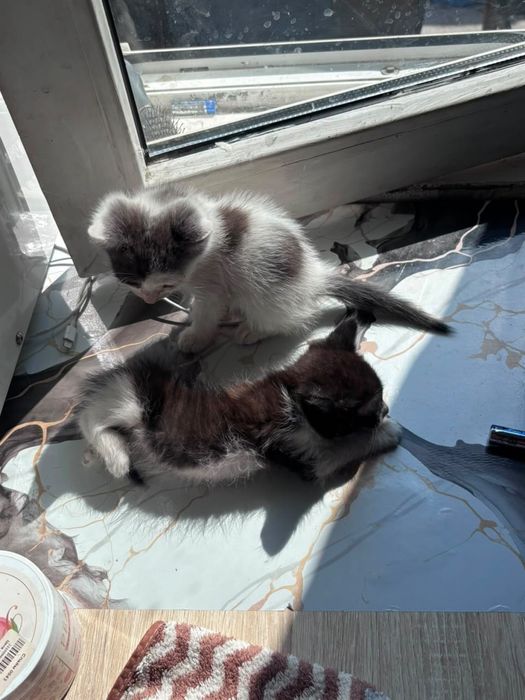 Отдаю котят бесплатно