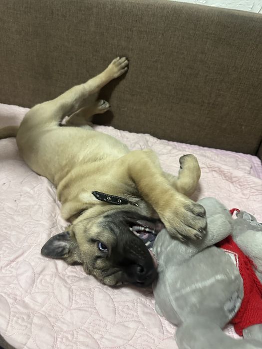 Продам щенка девочка. В хорошие руки