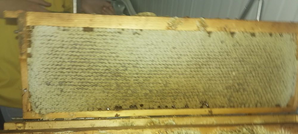 Fagure cu miere,capaceala