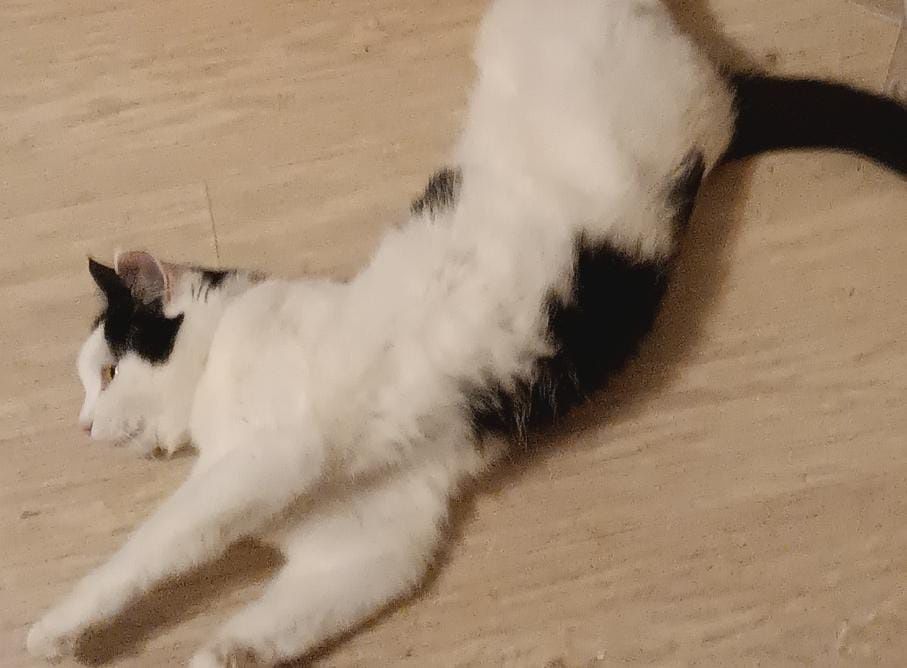 Кошка в добрые руки