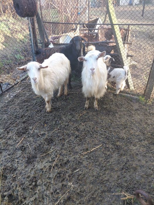 vand capre: 2 + 1 ied