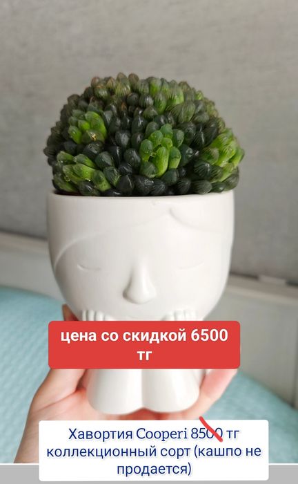 Эпипремнум комнатные цветы