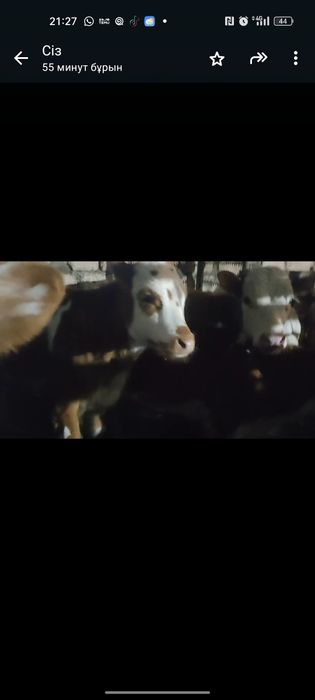 Бузаулар сатылады