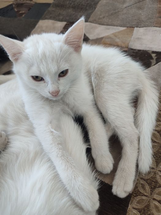 Кошки мальчики бесплатно