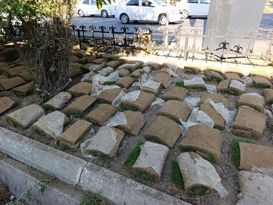 Газон икиш рулонавой чим дарахт мутахасис