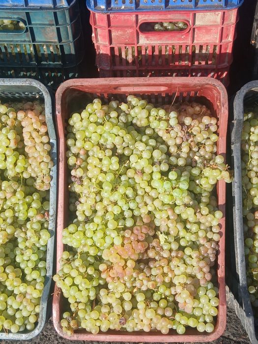 Struguri de vin cu transportul gratuit la domiciliu
