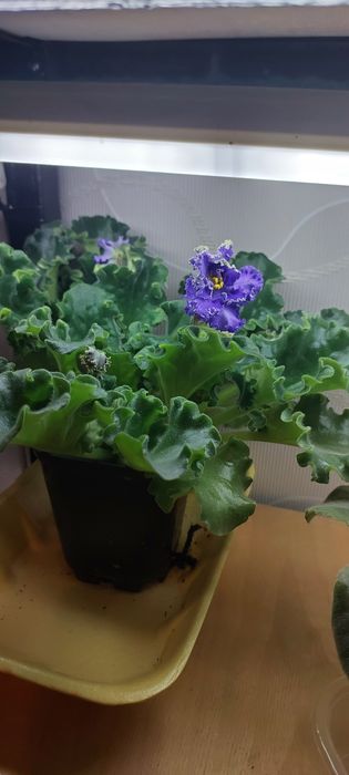 Продаю фиалки.домашние.есть разные сорта.