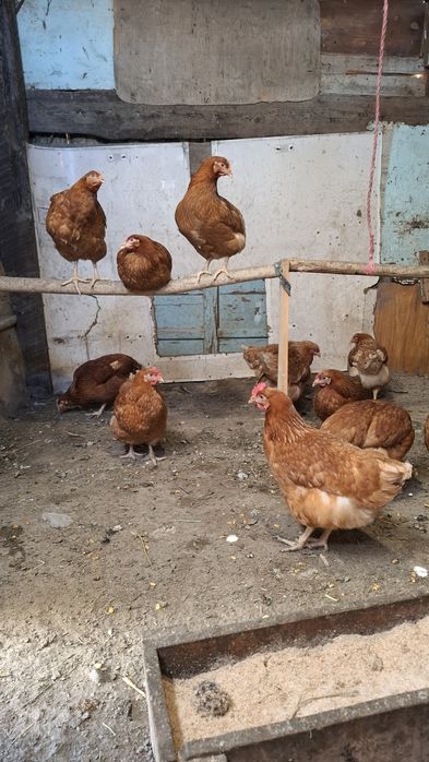 Продам курей ломан браун