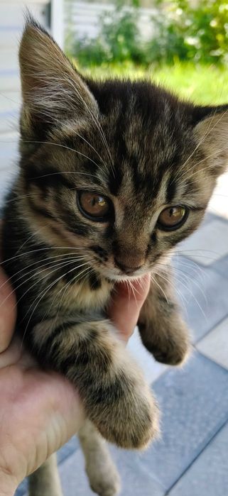 Отдам в хорошие руки кошечку 2 месяца