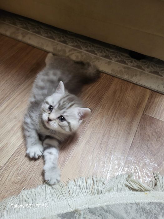 Продам шотландского котёнка