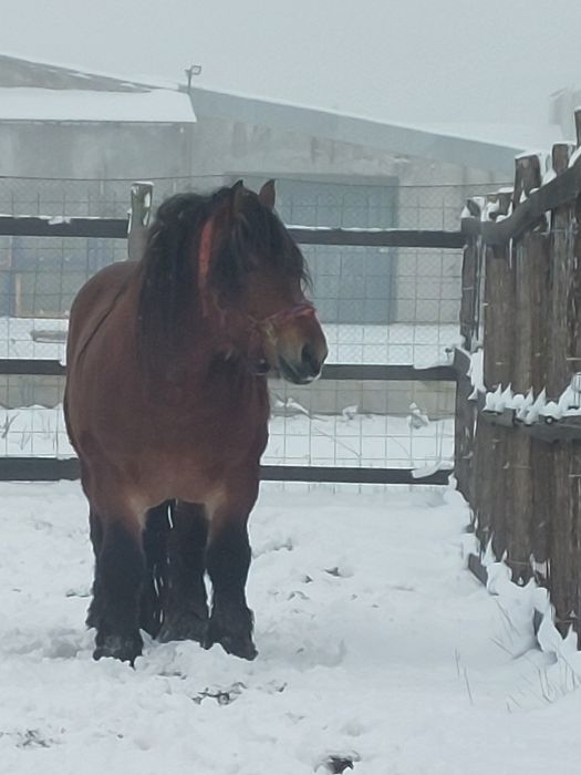 Vand armasar murg de 4 ani