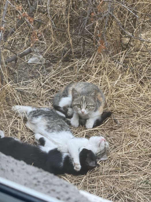 Отдам котят в добрые руки