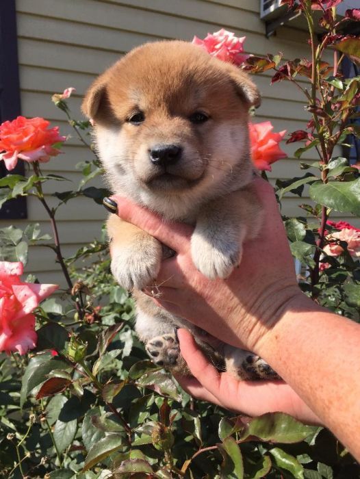 сибаиньчики на продажу