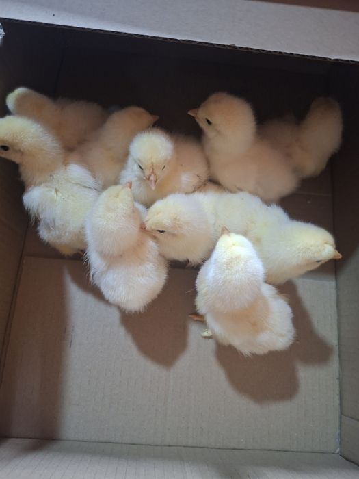 Pui brahma si australorp