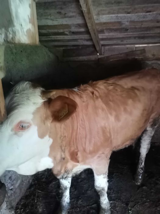 Juninca de 9 luni