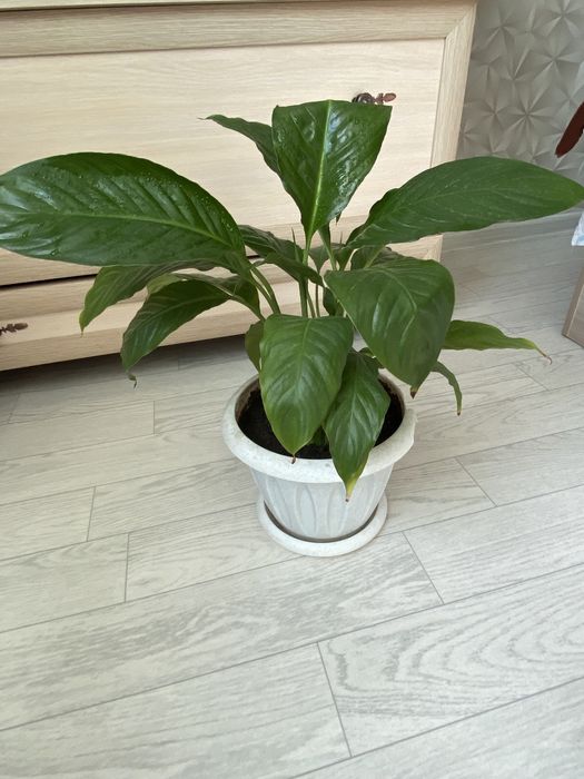 Женская счастье