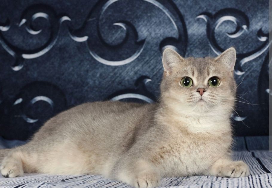 Шиншиллы голубое золото