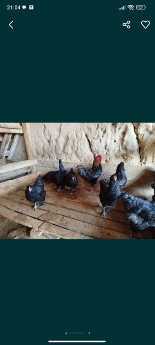 Тауық сатылады  5000 нан