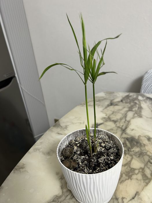 Продам домашнее растение циперус