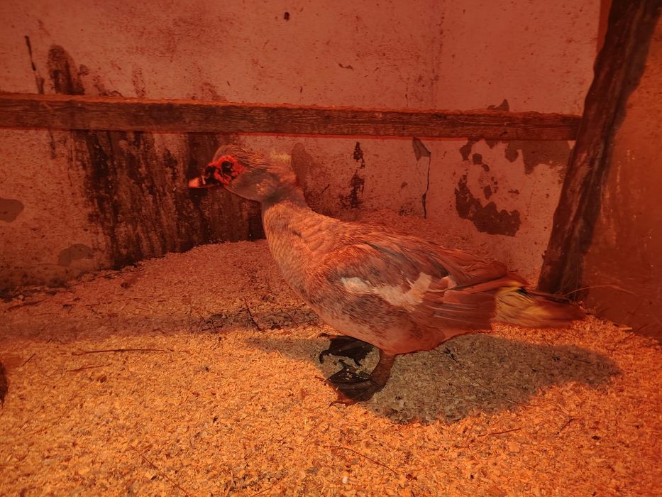 Лаванда еркек сатылады / продаётся самец лаванбы