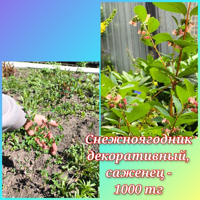 Цветочки и саженцы