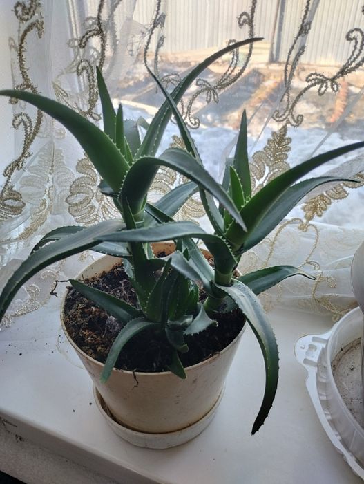 Продам домашние цветы -герань , алой.