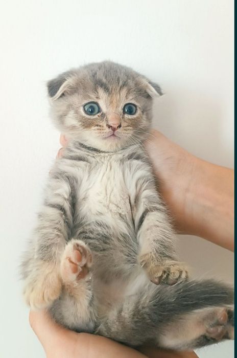 Звоните!писать не нужно .Котенок вислоух срочно в связи с отъездом