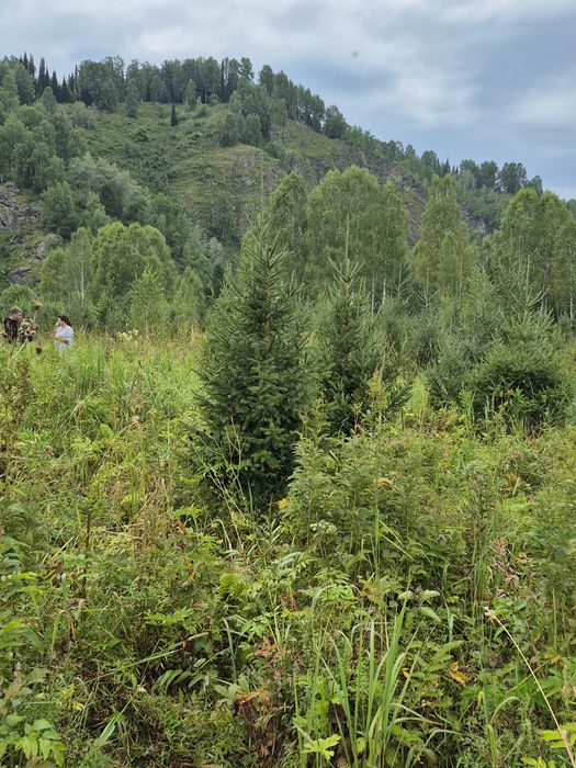 Питомник от ДЕДА предлогаеь: посадочный  материал. Ель сибирская