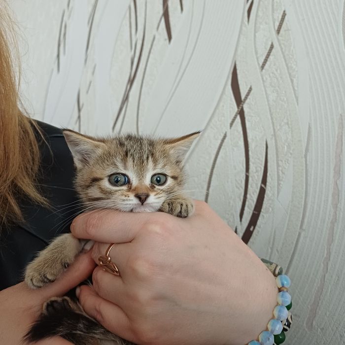 котята шотландцы