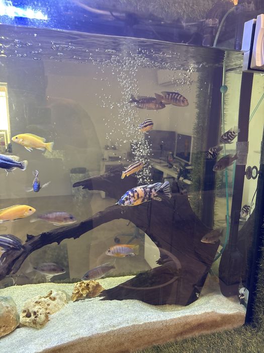Pesti Ciclide Auratus si Red Top Hongi