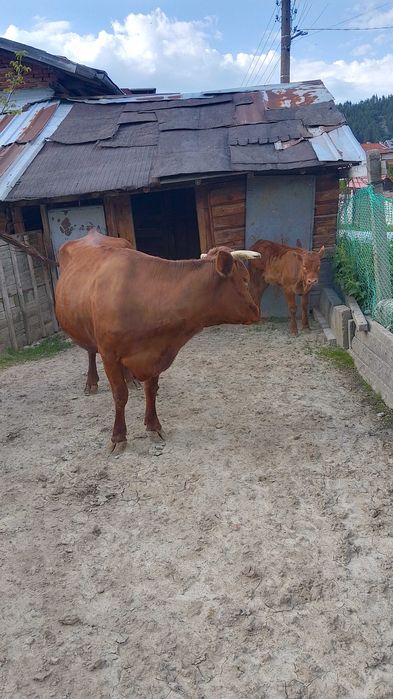Продавам крава с телето