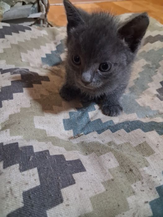 Отдам котят бесплатно