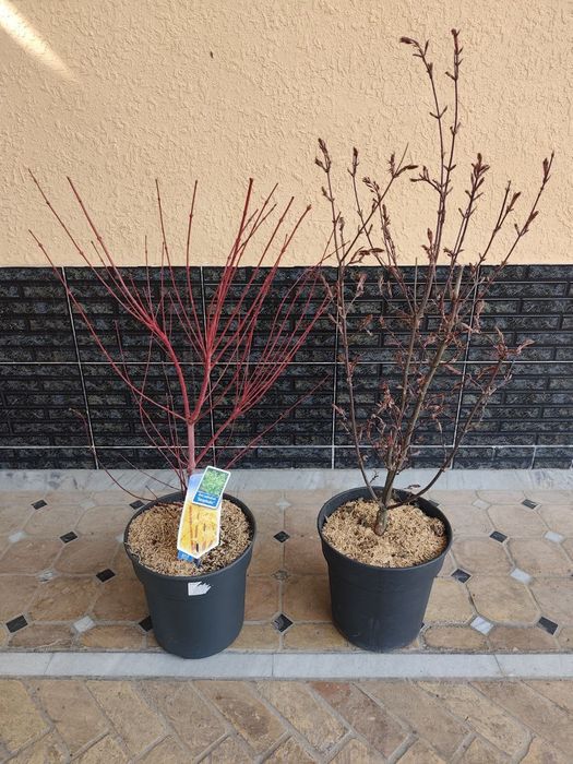 Клён -декоративно лиственный