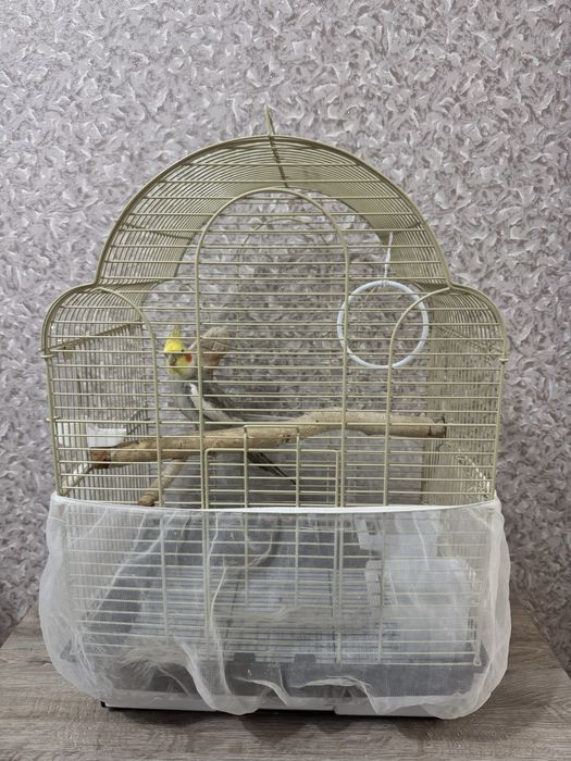 Продам попугая корелла