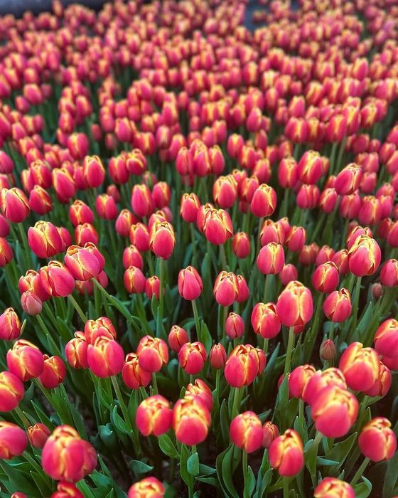 Тюльпаны оптом и в розницу