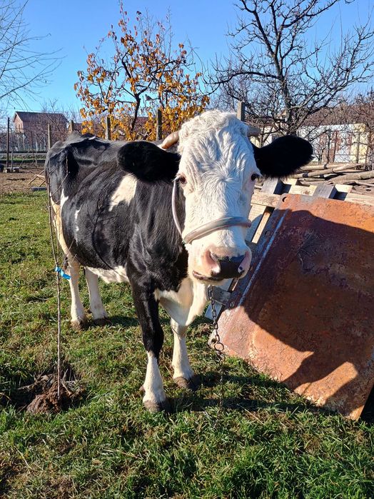 Vând vaca Holstein de 6 ani